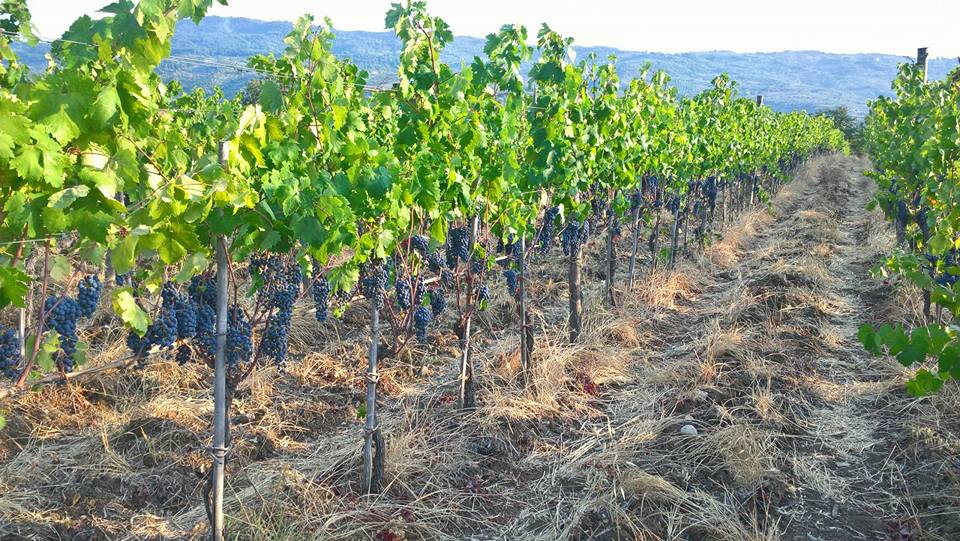 vigne CON(senso) wine